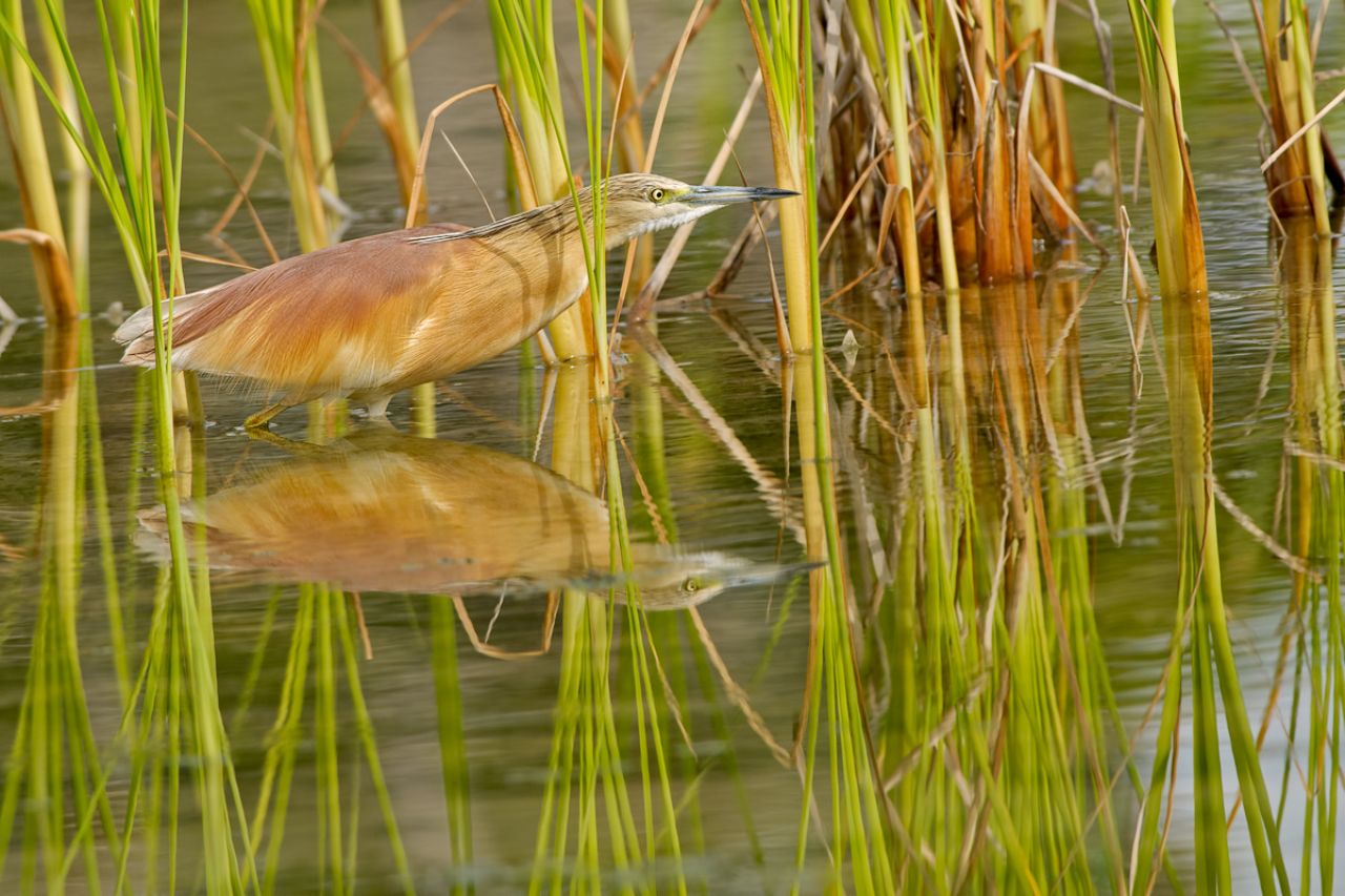 Sgarza ciuffetto (Ardeola ralloide)